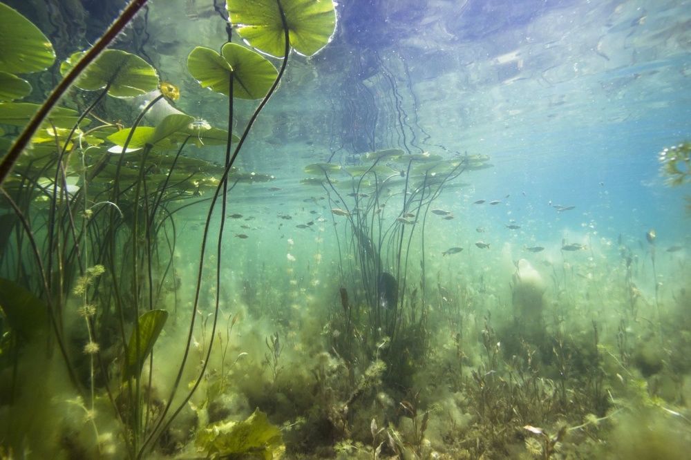 Plantas de lago Produção Nacional