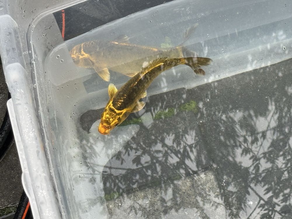 Koi z Pasją – Sprzedaż Karpia Koi z Przydomowej Hodowli