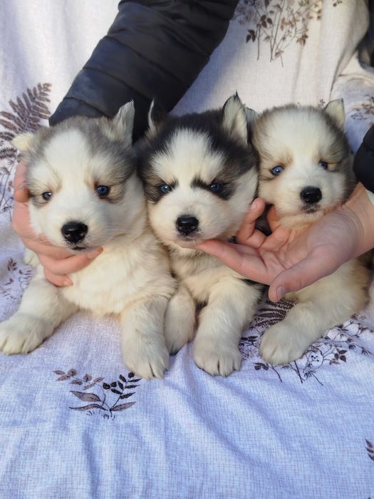 Siberian Husky suczka tel.-5.7.5.3.0.2.0.3.9.