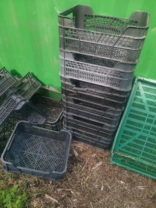 Skrzynki Casi plastikowe, owoce i warzywa