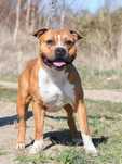Amstaff o imieniu Liroy