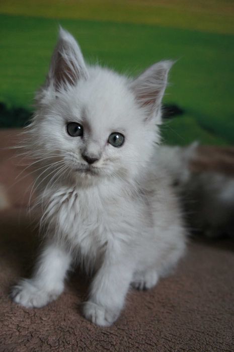 kocurek srebro- MAINE COON - rodowód FPL -