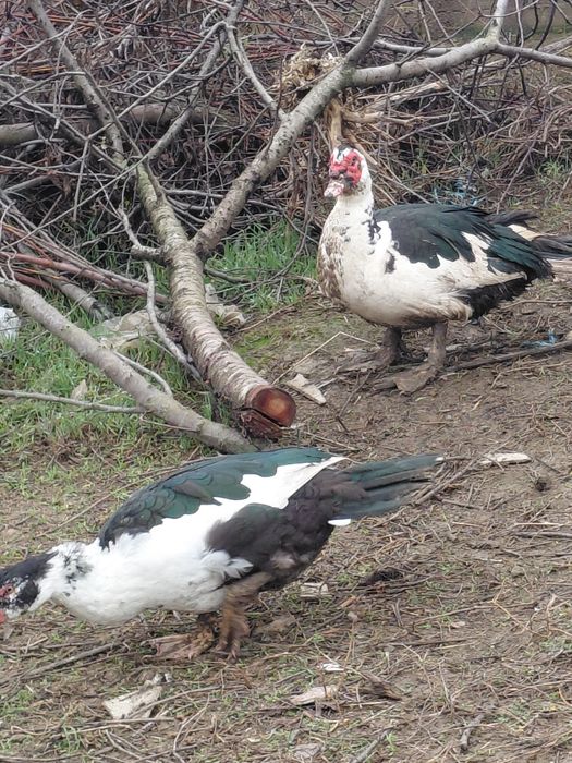 Продам уток шипуни