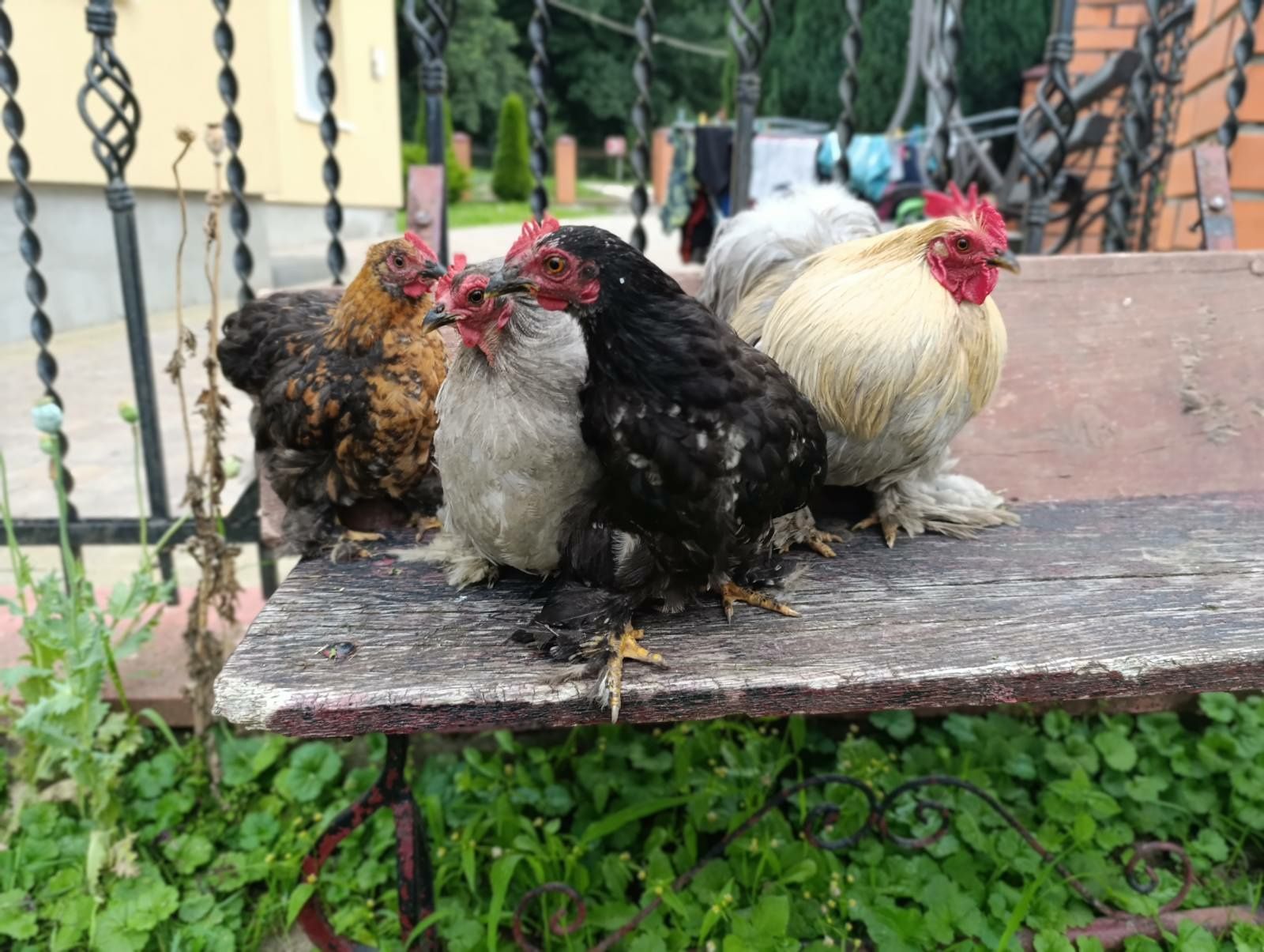 Продам карликових кохінхінів