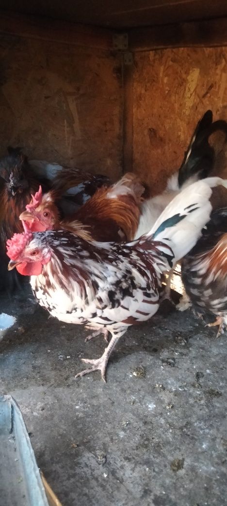 продам  карликових півників