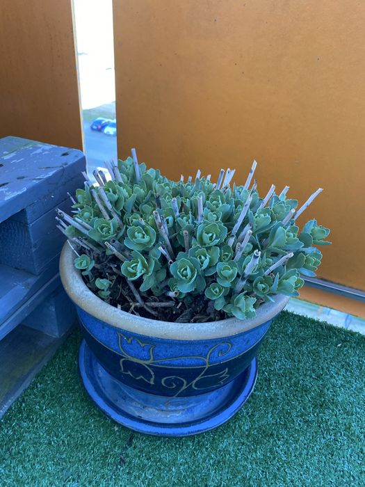 rozchodnik okazały  w donicy