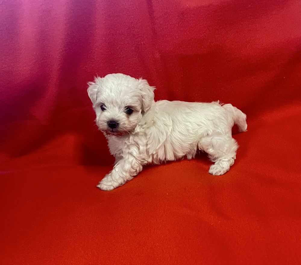 Bichon Maltês Maravilhoso
