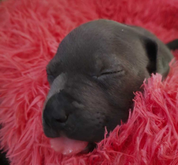 American Staffordshire Terrier - hodowla Błękitny z Kujaw - SUCZKA 1