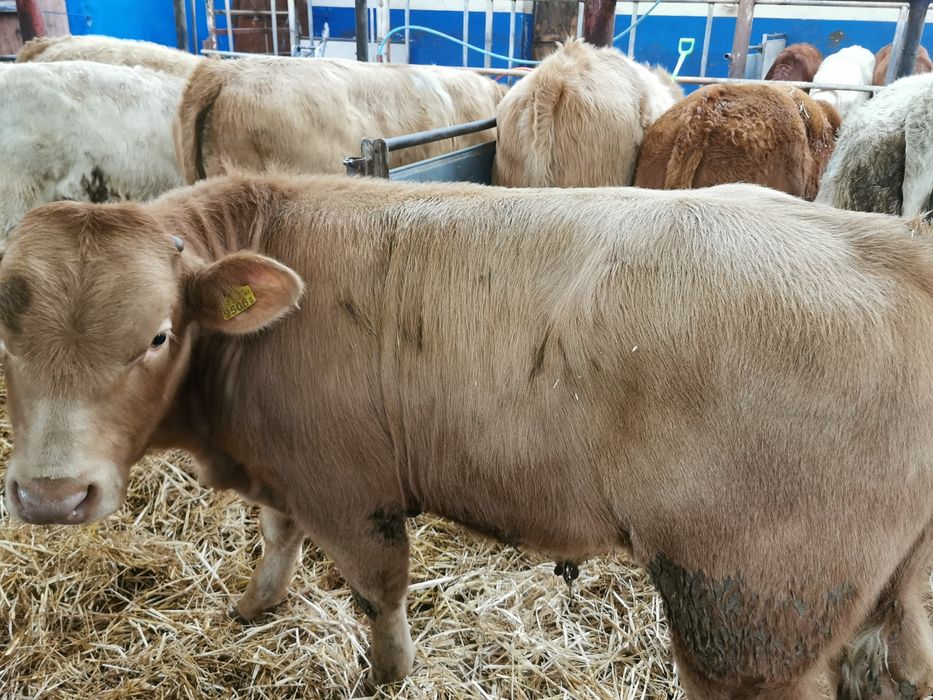 Odsadki mięsne blubelgian szarolez