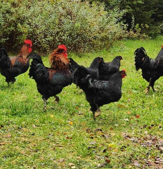 Piekne koguty australorp