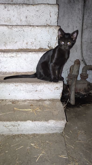 Oddam dwie oswojone kociszki i kocurka!