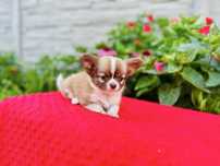 Suczka chihuahua z metryka FCI ZKwP