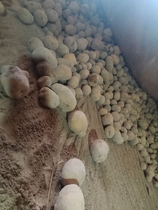 Odpady ziemniaków ziemniaki