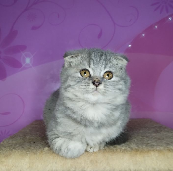 Чистокровний шотландський хлопчик в ексклюзивному окрасі з ВАКЦИНАЦІЄЮ