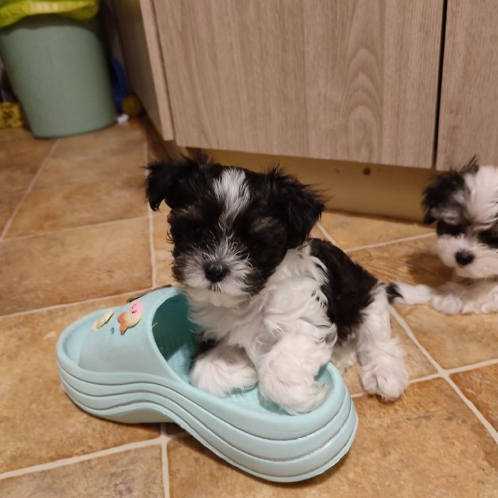 Śliczne szczeniaczki Morkie