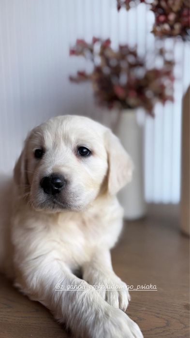 Golden Retriever szczeniak suczka