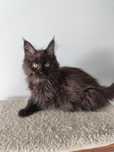 Orion- czarny kocurek Maine Coon FPL