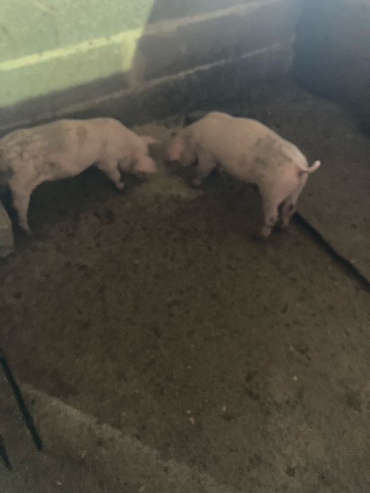 Leitoas pietra com bissaro