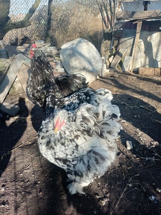 Кохінхін мраморний інкубаційне яйце мрамурний