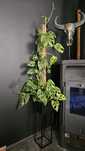 Duża monstera monkey