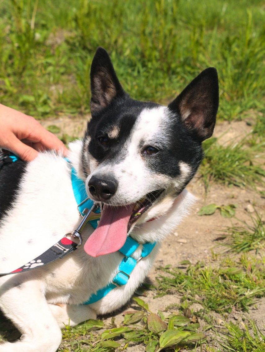 Piesek w typie border collie do adopcji