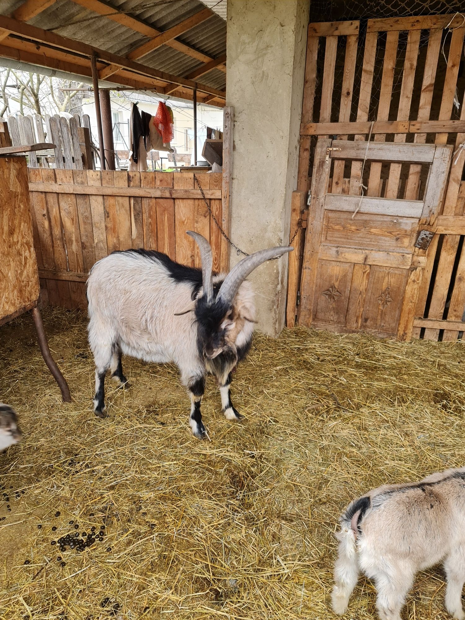 Продам козу | Продаються кози