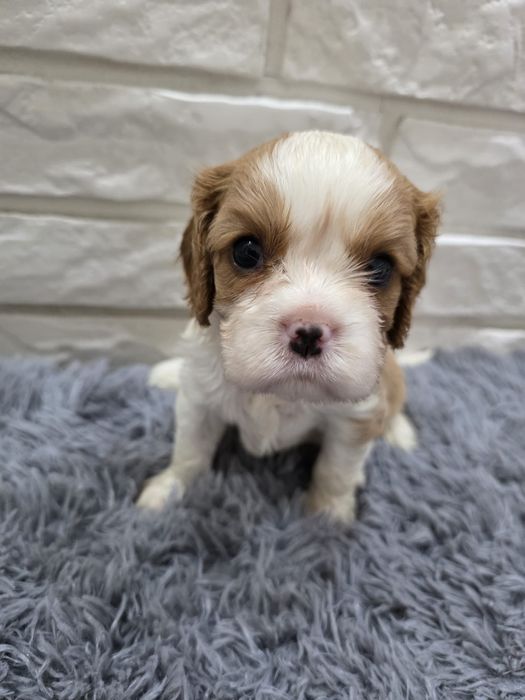 Cavalier King Charles Spaniel pies blenheim