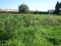 Lote de Terreno em Albergaria-a-Velha