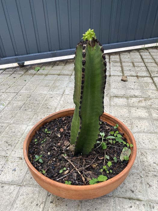 Cacto Euphorbia Ingens (cacto candelabro)