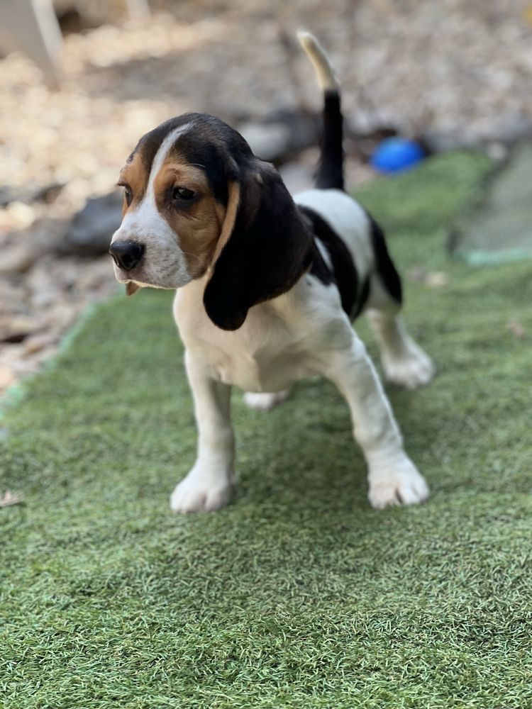 Beagle dziewczynka gotowa do odbioru.
