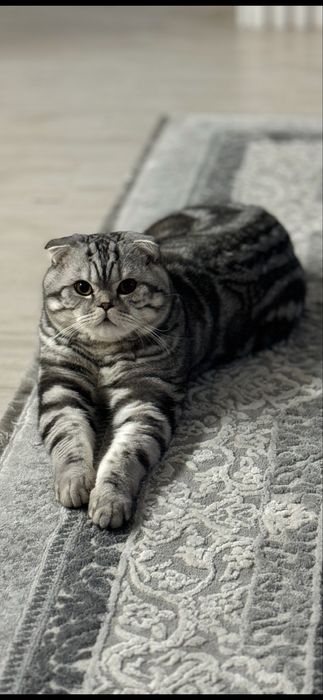 Вязка котів, кіт вʼязка весловухий шотландець веслоухий кіи