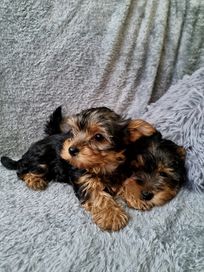 Piesek York Yorkshire Terrier szuka nowego domku ;)