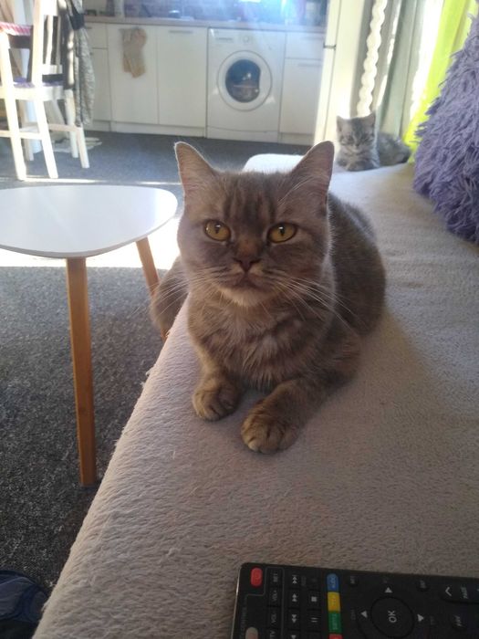 Kotka  brytyjska rodowodowa Fela