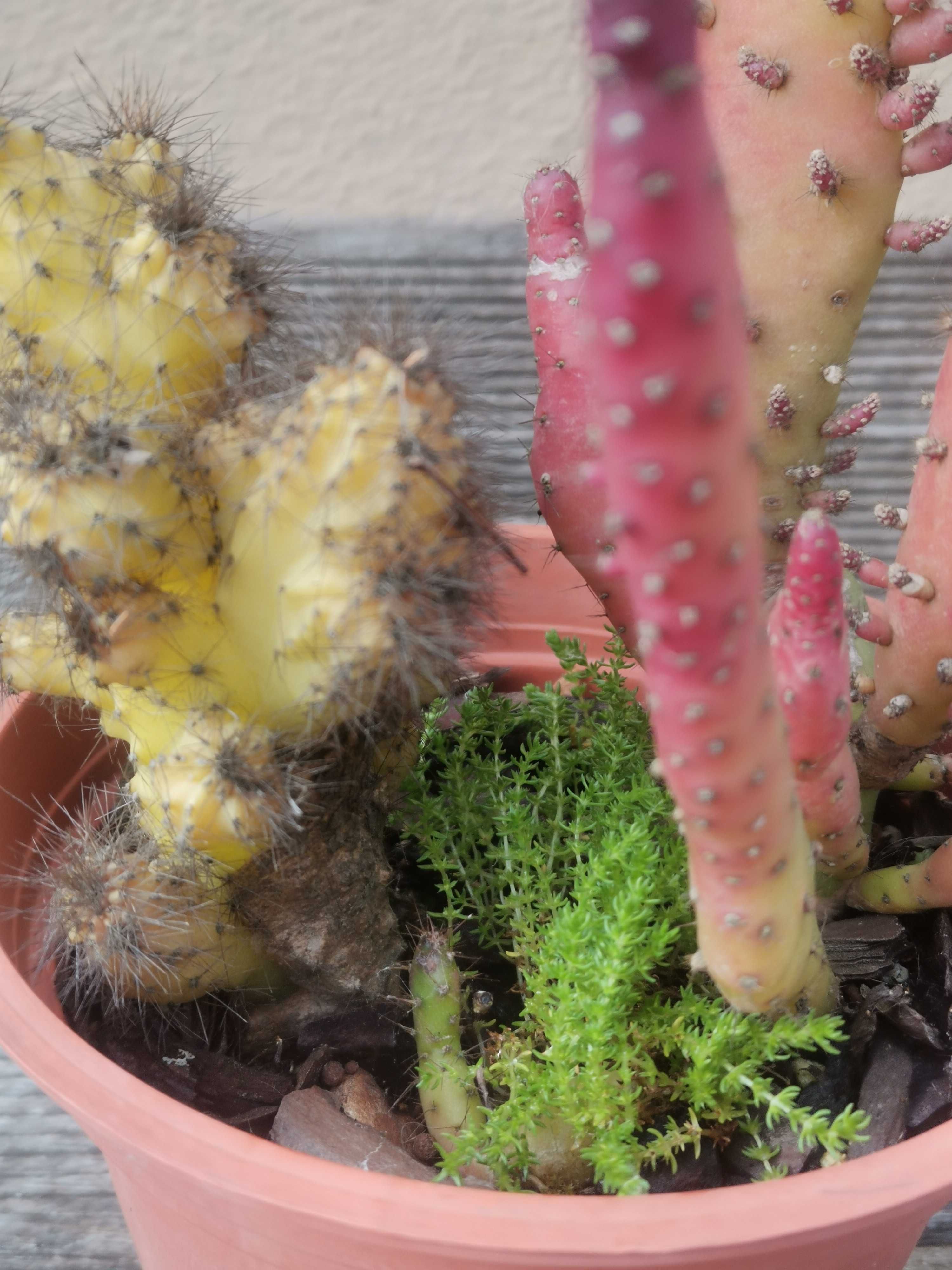 Vaso com 2 cactos