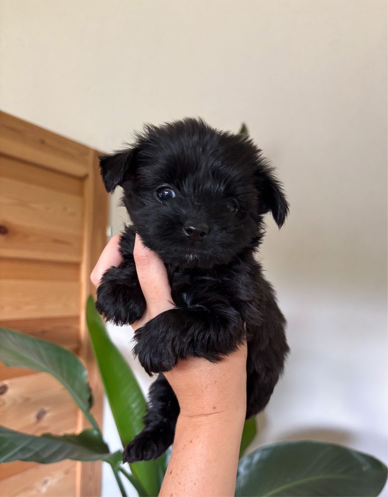 Czarny piesek ELVIS Yorkshire Terrier