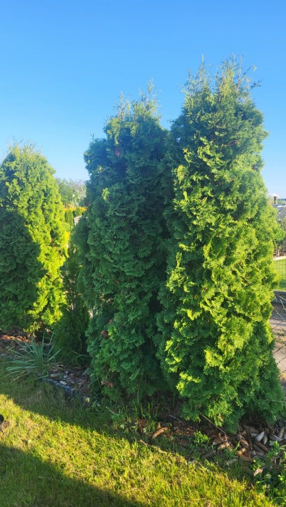 Thuja wysokość 230-250cm