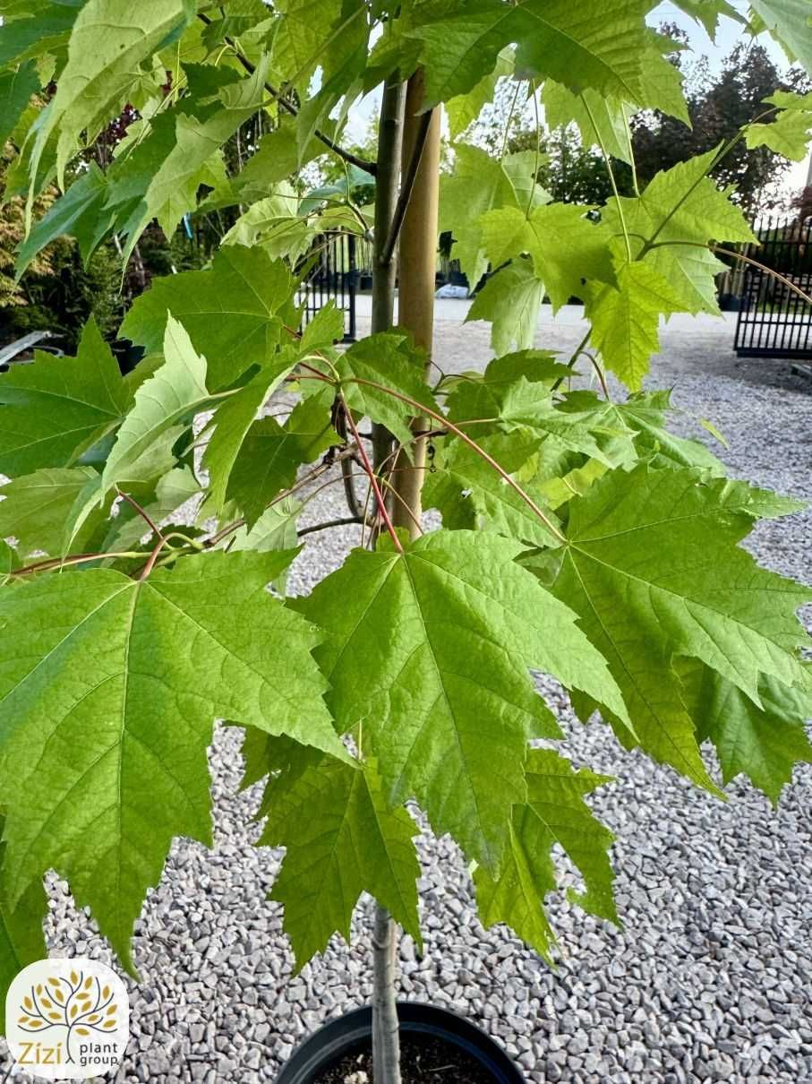 Acer rubrum Scanlon, Klon czerwony, kolumnowy,obwód 6-8, 8-10, 10-12cm