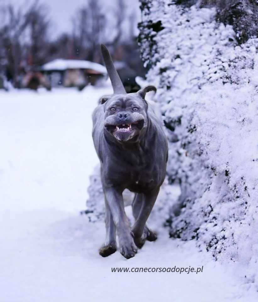 Aspen Cane Corso do adopcji.