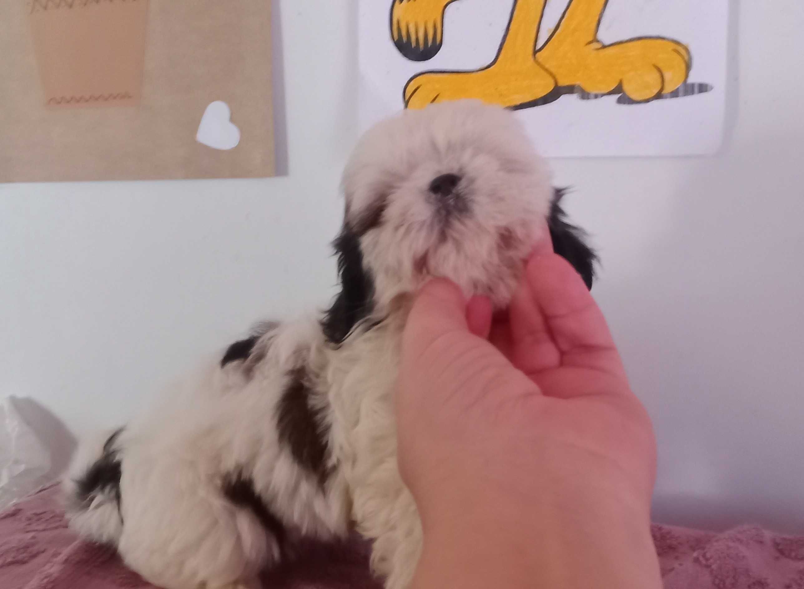 Shih-tzu fêmea com pedigree LOP, porte mini