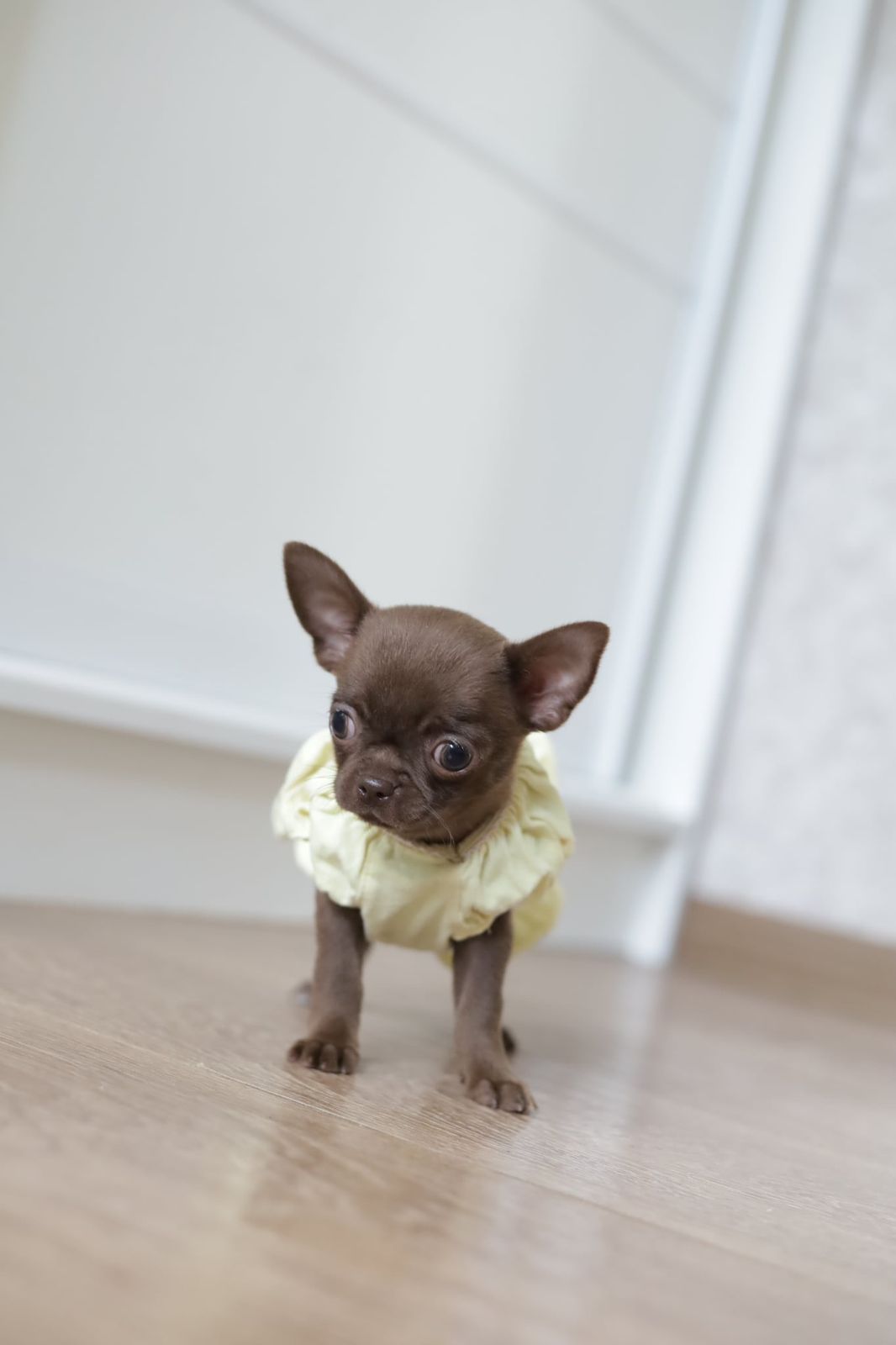 Chihuahua Mini dziewczynka fci