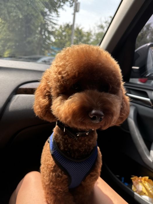 Вязка той пудель ред браун