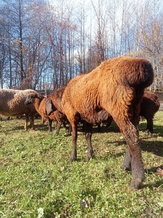 Продам баранів гиссар кросс допер  романівськіх