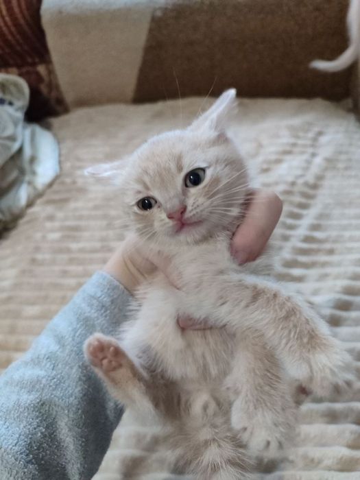 кошеняти безкоштовно!