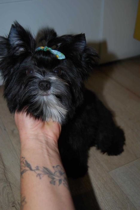 Cudo  black york