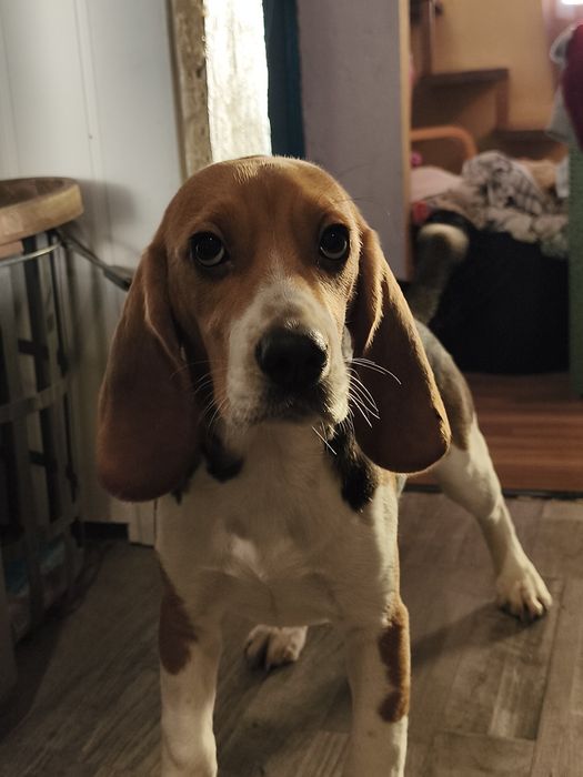Filhote Beagle fêmea