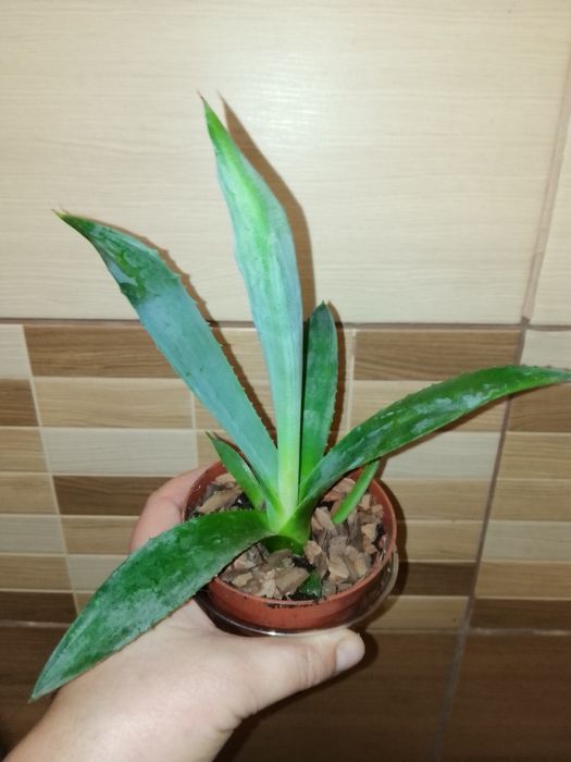 Аглаонема, Еппіпремнум, Епісція, Маранта, Агава