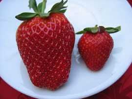 Morangueiros dos morangos GIGANTES - Deliciosos sabôr a flores