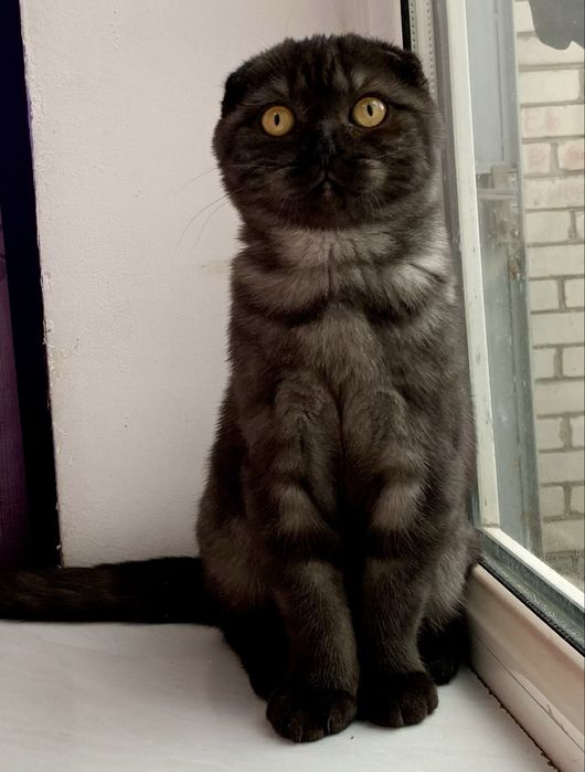 Шотландский вислоухий котик