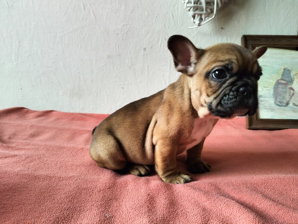 Buldog francuski piesek Biszkoptowy.