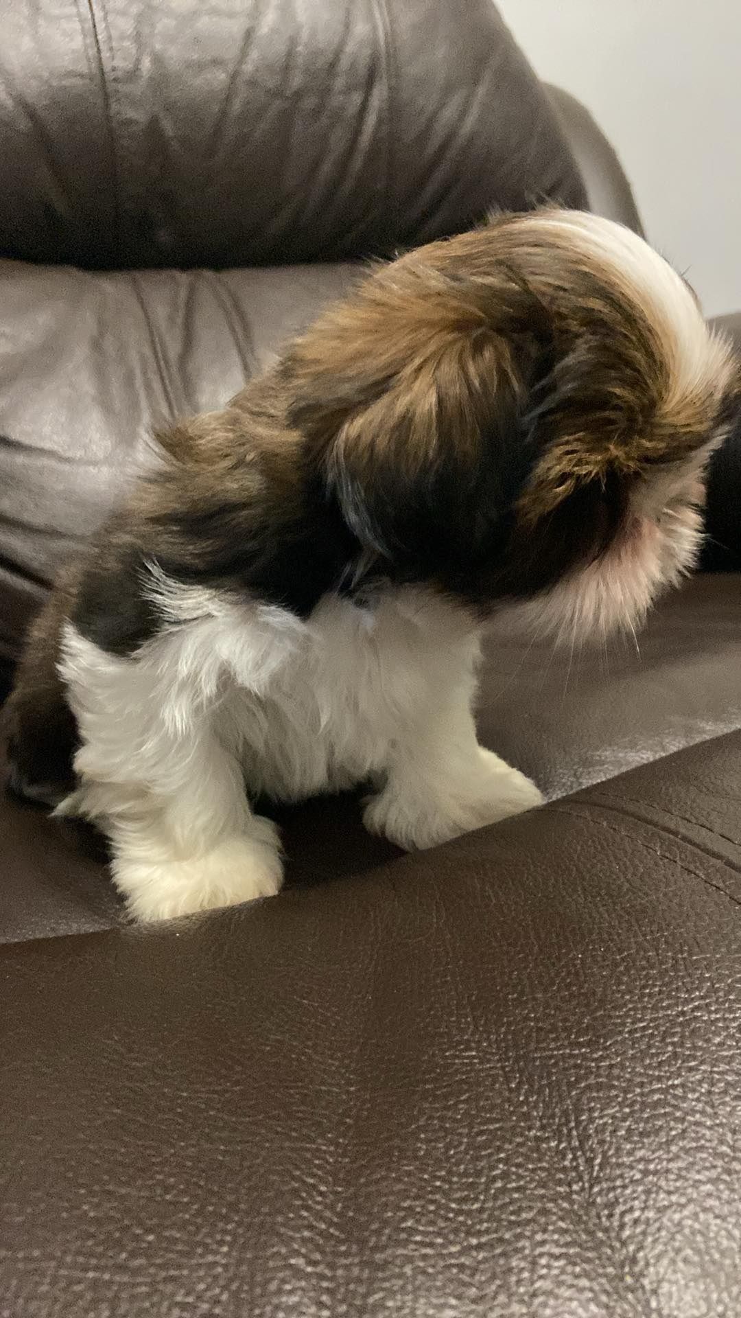 Szczeniaczek Shih-tzu sunia